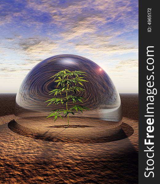 Plant under a glass dome in desert. Plant under a glass dome in desert