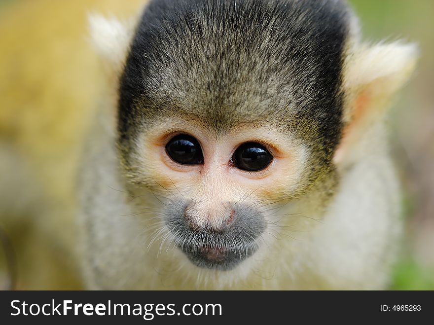 Cute squirrel monkey (Saimiri) subfamily: saimiriinae