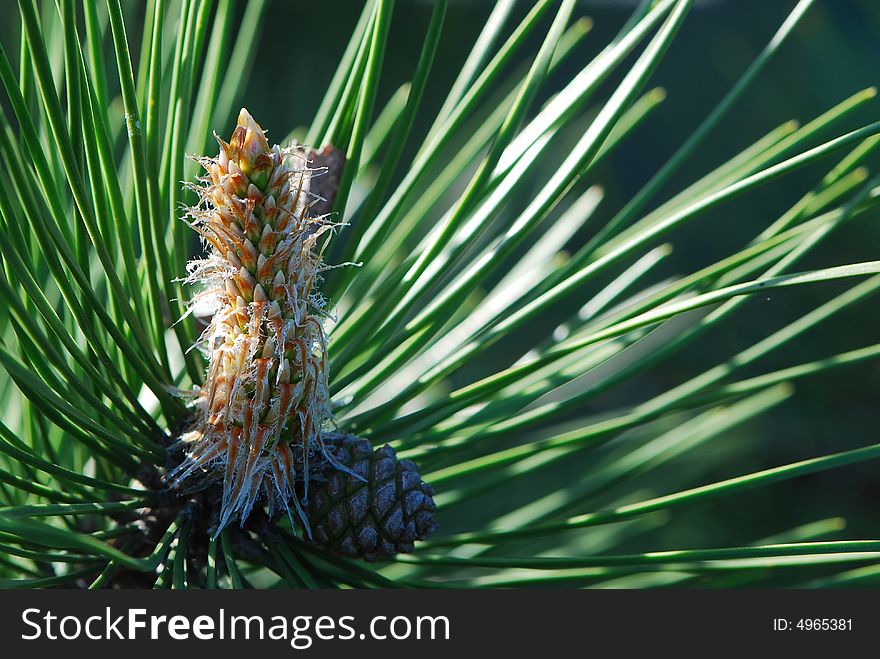 Image of a pine bud under sunlight