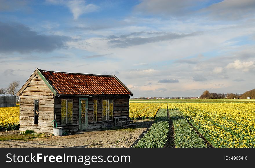 Small shed on a field of tulips