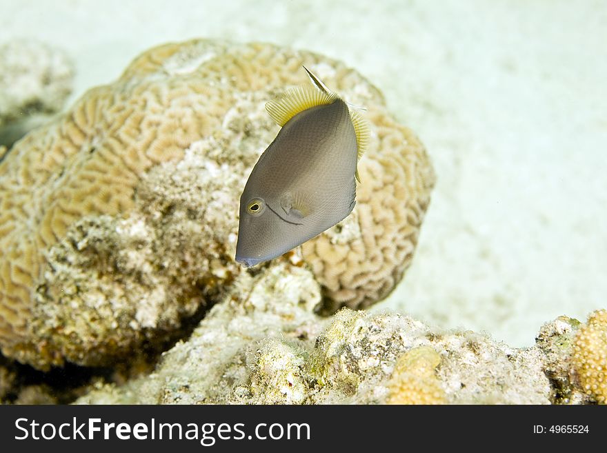 Bluethroat triggerfish (sufflamen albicaudatus) taken at ras bob