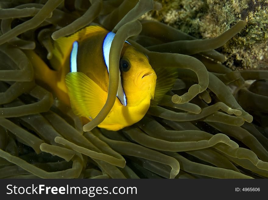 Red sea anemonefish (Amphipiron bicinctus) and bubble anemone