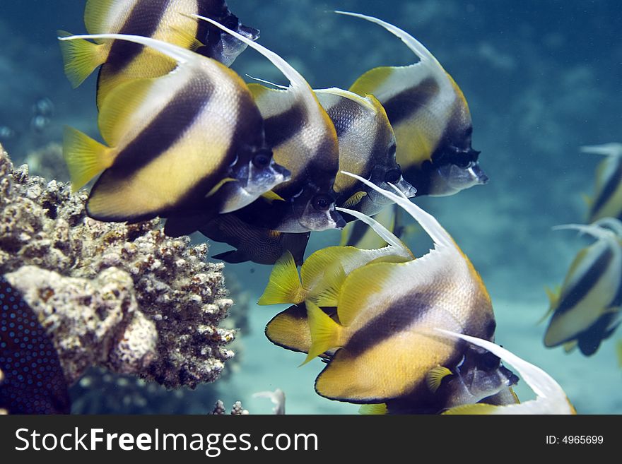 Red sea bannerfishes (heniochus intermedius) taken at sofitel house reef.