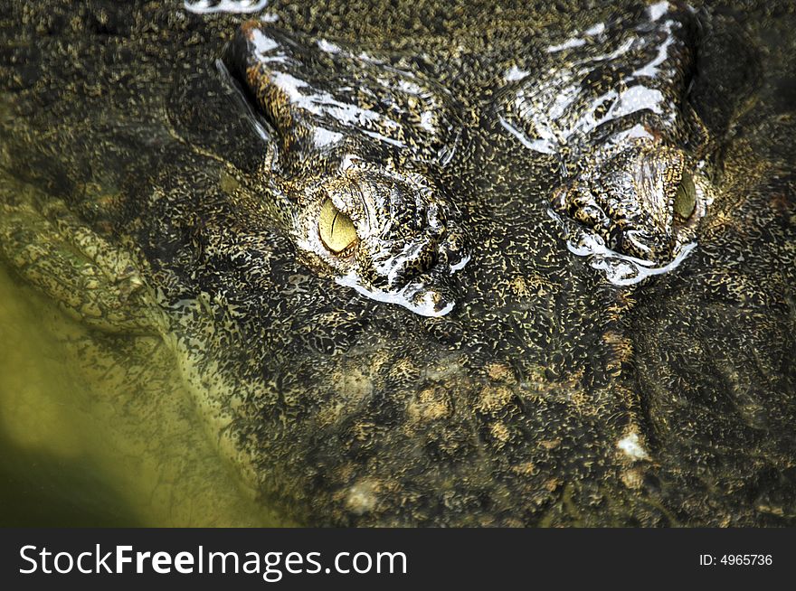 Indonesia; crocodile; the black head of an enormous crocodile