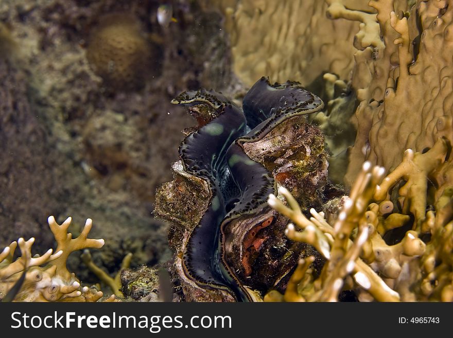 Common Giant Clam (tridacna Maxima)