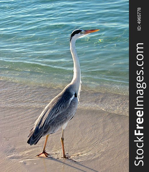 This is a maldivian Grey Heron searching for food close to the beach Scientific name: Ardea cinerea Italian name: Airone cinereo English name: Grey Heron. This is a maldivian Grey Heron searching for food close to the beach Scientific name: Ardea cinerea Italian name: Airone cinereo English name: Grey Heron