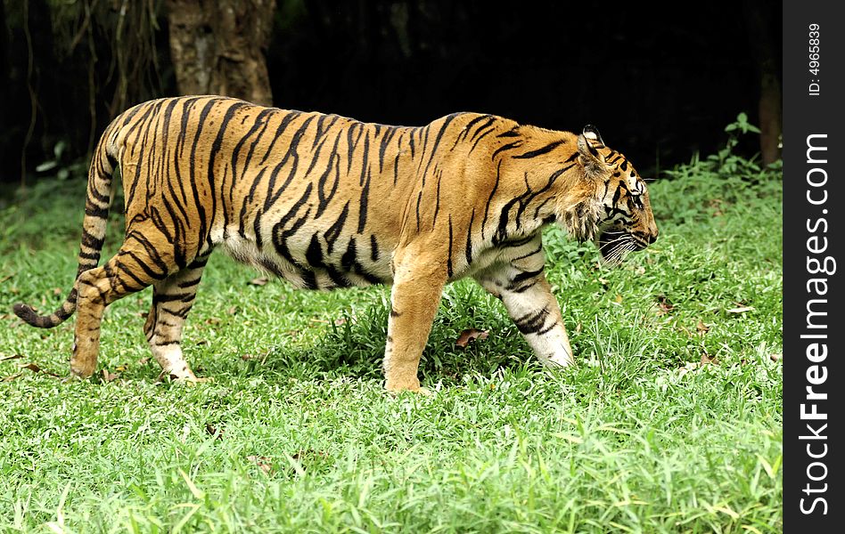 Indonesia ; image of a beautiful and enormous carnivore the famous sumatra tiger. Indonesia ; image of a beautiful and enormous carnivore the famous sumatra tiger