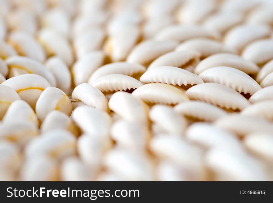 Abstract sea shell background close-up photo