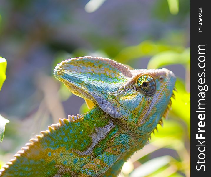 Green and yellow iguana watch