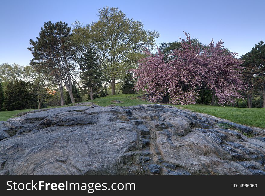 Spring in Central Park with large rock in foreground and cherry trees in the back