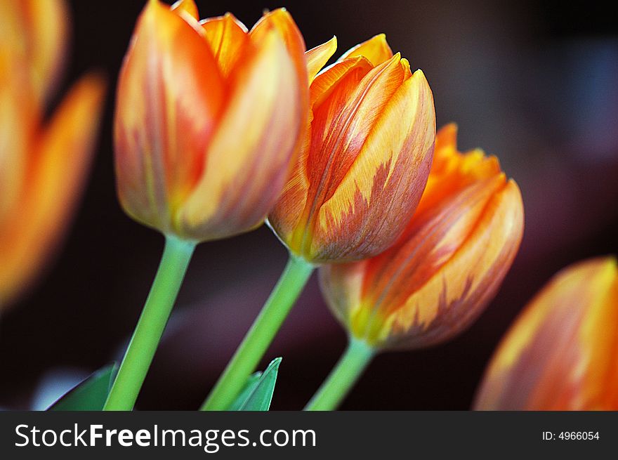 Orange-red tulips, colorfull, texture, close-up