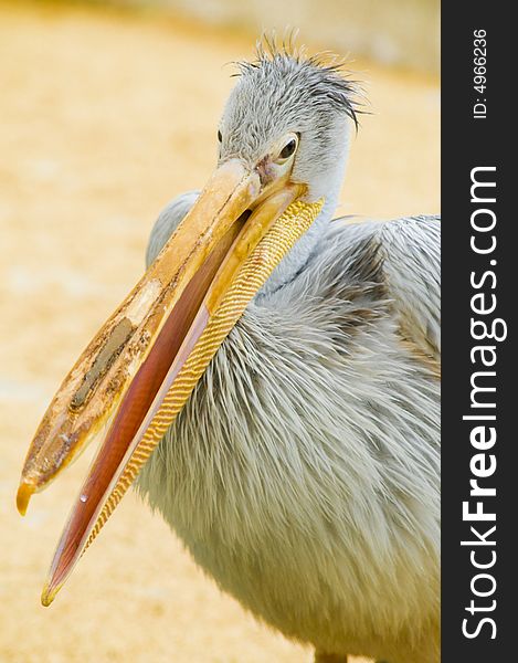 Pelican with open yellow peck