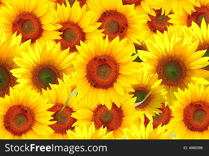 Field of pretty yellow sunflowers. Field of pretty yellow sunflowers