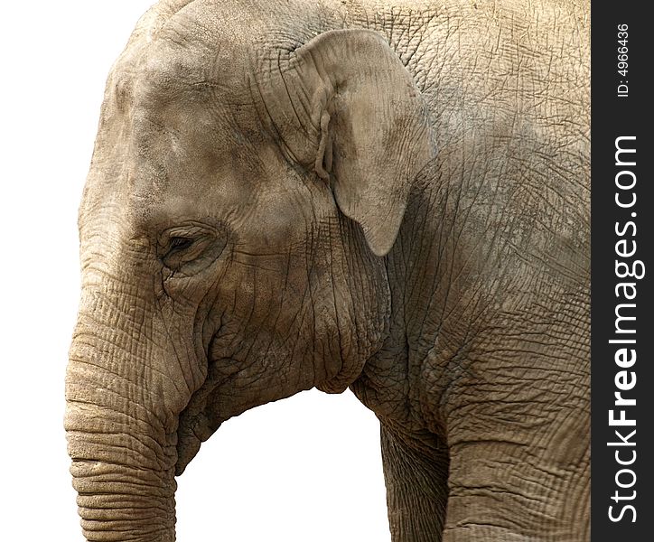 Close up of an elephants head isolated over white.