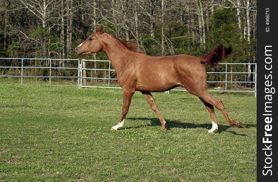 Two year old Arabian colt loping in field. Two year old Arabian colt loping in field