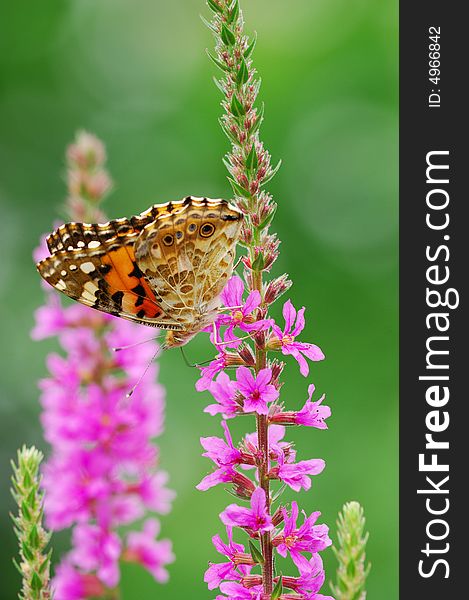 A colorful butterfly on loosestrife flower.