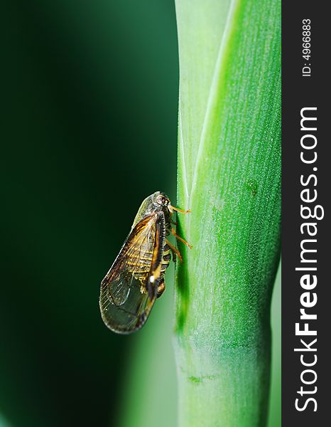 A side view of cicada on green grass caudex. A side view of cicada on green grass caudex.