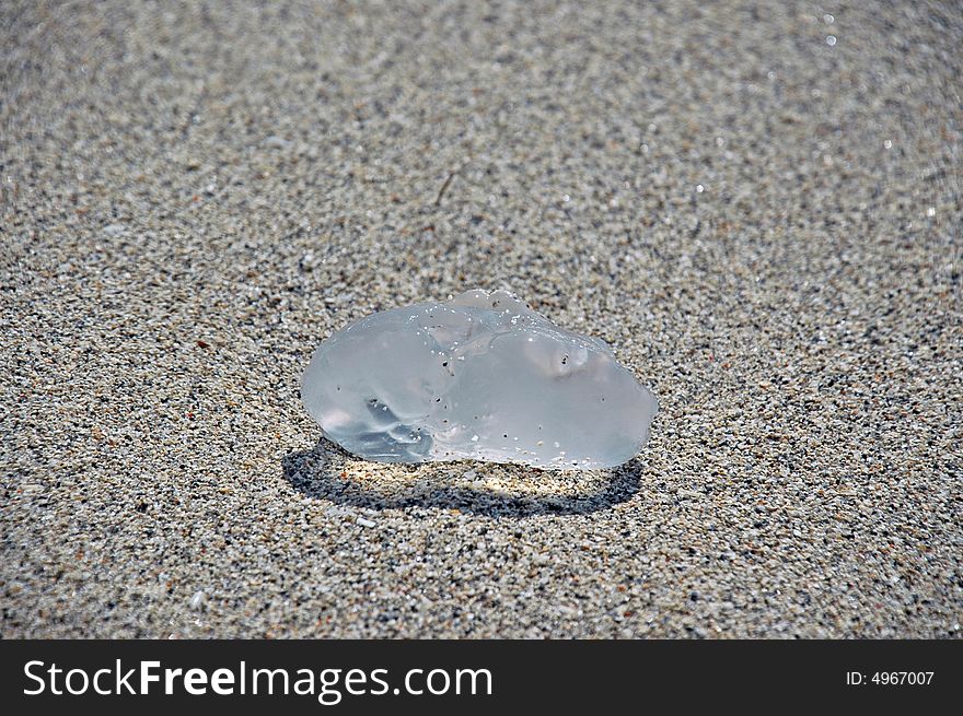 Closeup view of Clear Jellyfish Beached on Sand. Closeup view of Clear Jellyfish Beached on Sand