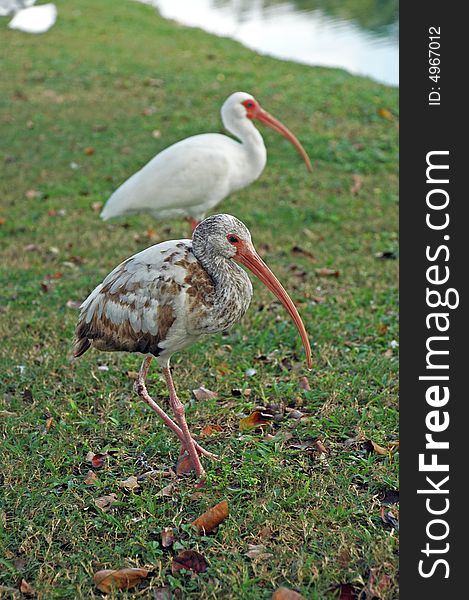 Closeup of Juvenile American White Ibis with Adult in Background