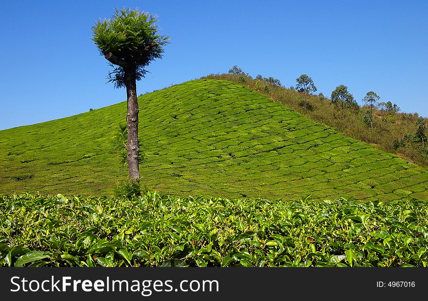 Lonely tree on a tea plantation on a background of a blue sky.