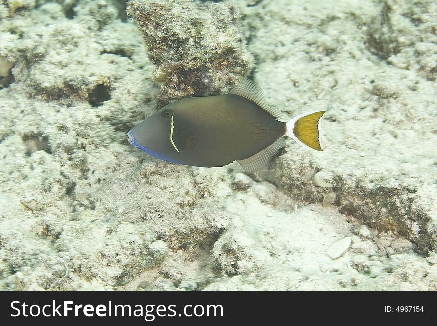 Picassofish (rhinecanthus assasi) taken at sofitel house reef.