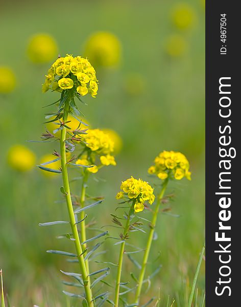 Yellow wildflowers field