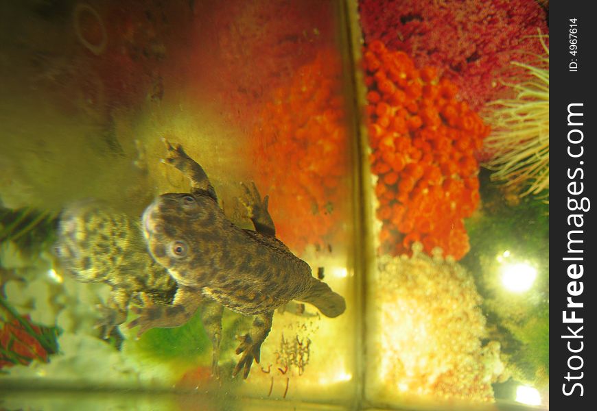 Grey lizard in aquarium, red and yellow water plants.
