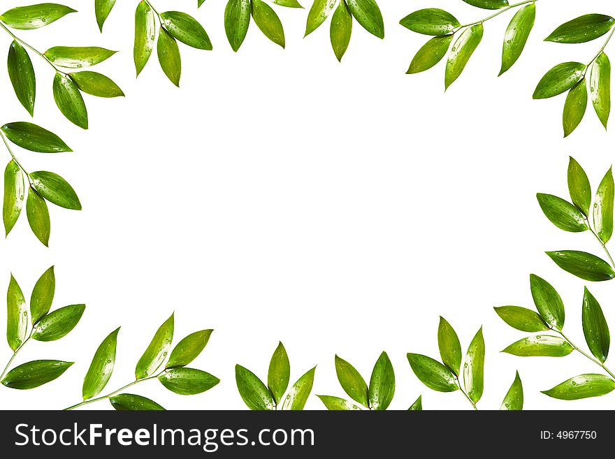 Green floral frame isolated on white background