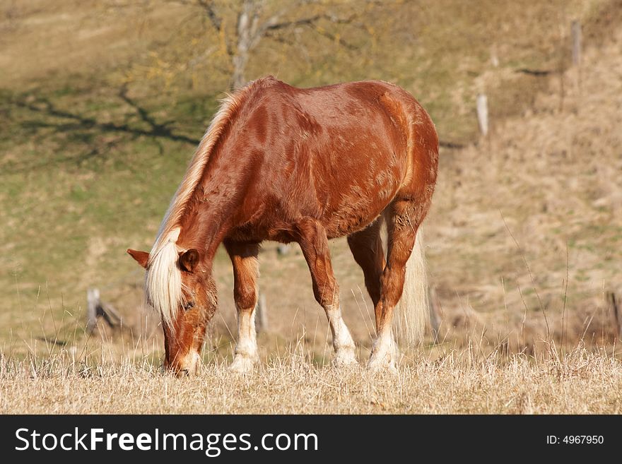 A single horse on grazing land in Switzerland (near Basel)