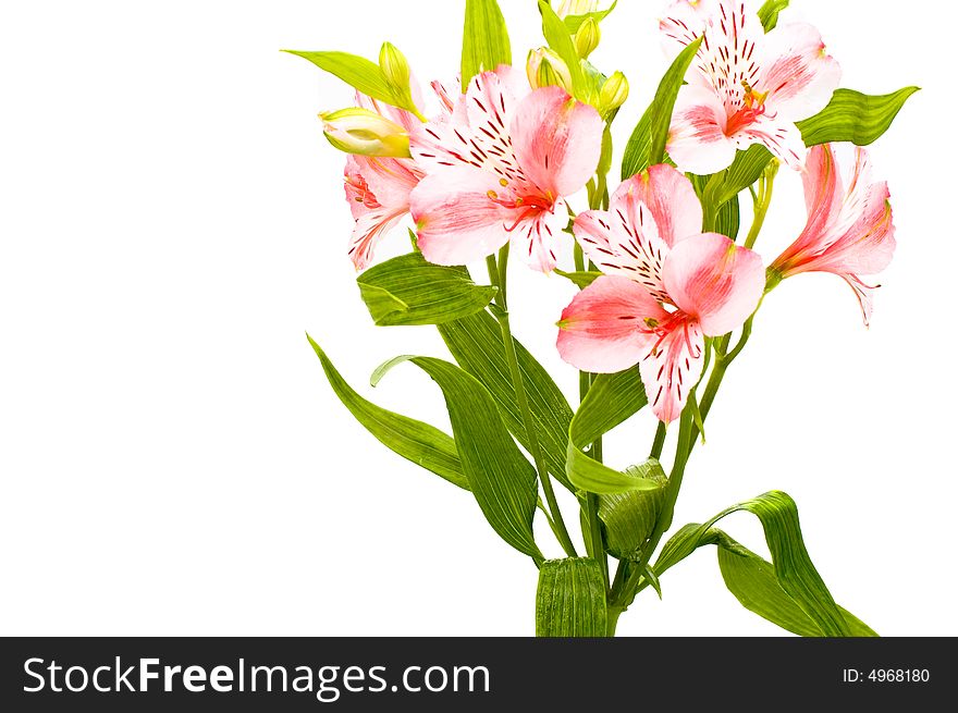Lily isolated on white background