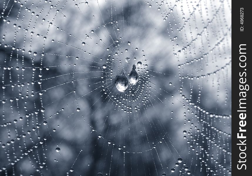 The morning fog, has besieged the drops on webs