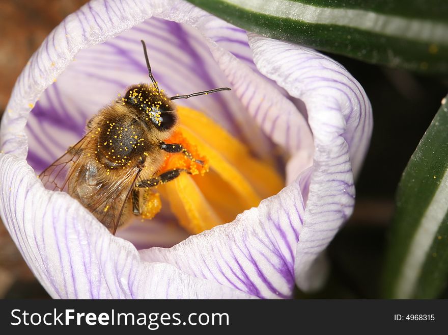 Bee Inside The Crocus