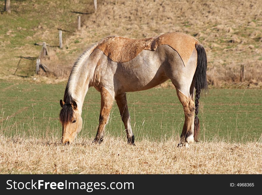 A single horse on grazing land in Switzerland (near Basel)