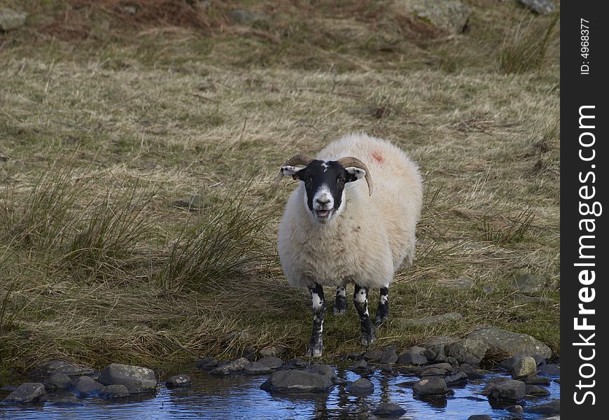 Sheep at Bothwell Water, Lammermuir Hills, East Lothian, Scotland