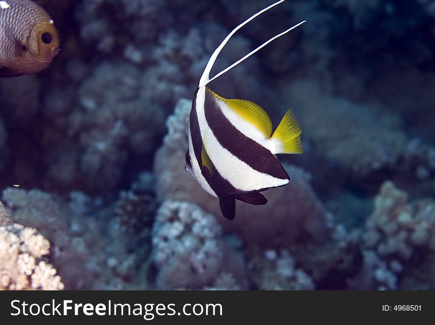 Schooling bannerfish (heniochus diphreutes)