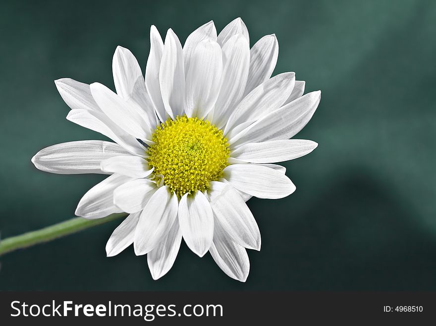 Daisy isolated on a green background