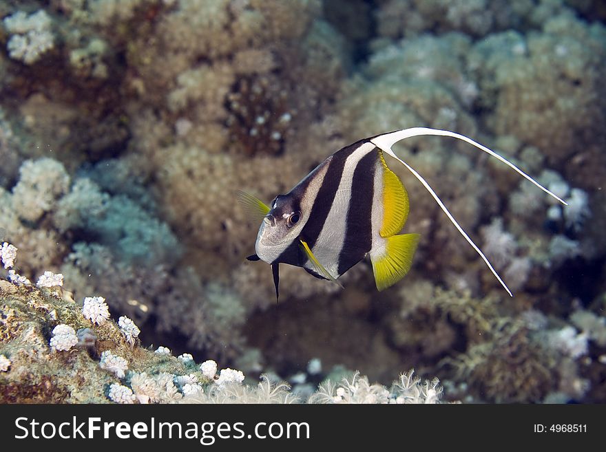 Schooling bannerfish (heniochus diphreutes) taken at sofitel house reef.