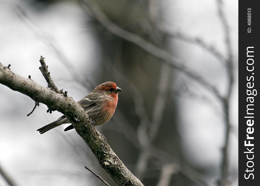 Male house finch perched on a tree branch