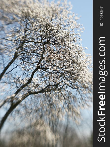 A spring tree in bloom with special effect focus.