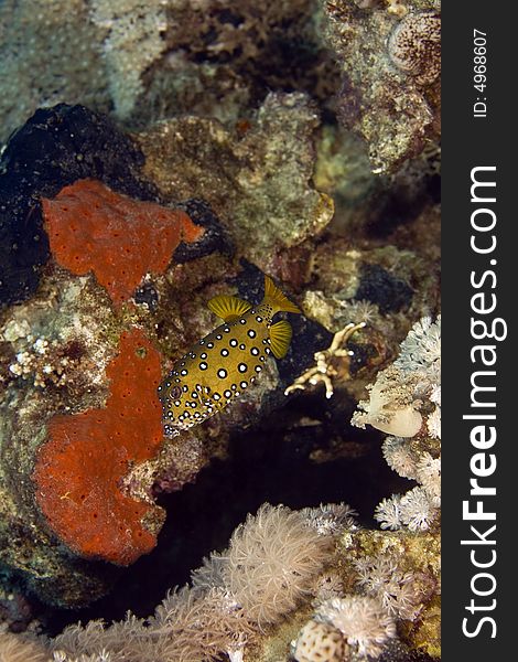 Yellow boxfish (ostracion cubicus)taken at sofitel house reef.