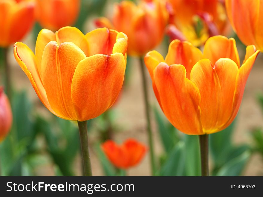 Two orange tulips in the spring garden. Two orange tulips in the spring garden.