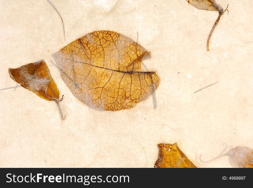 Collages leaves with different shapes, rice paper texture