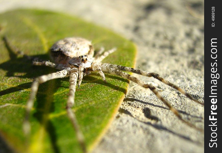 A white spider on a leaf