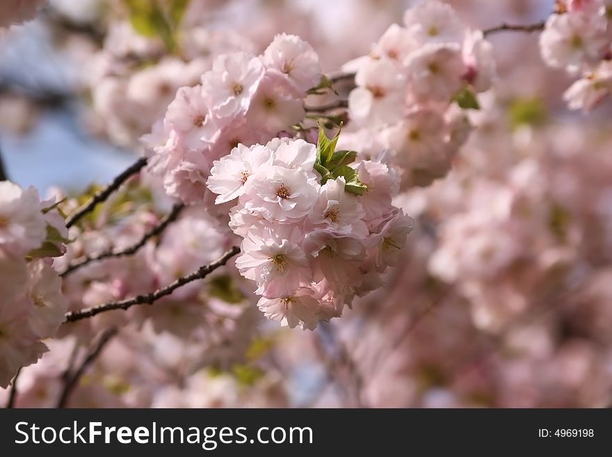 Japanese Morello Flowers