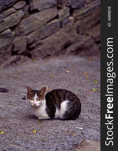 A chinese village cat resting on the ground. A chinese village cat resting on the ground