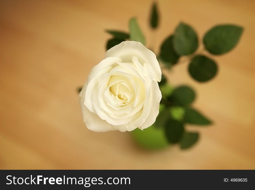 Macro of  one white rose