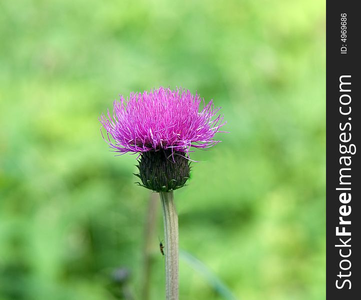 Purple Thistle On Green Background