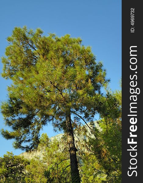 Photo of big pine tree with clear skay on background