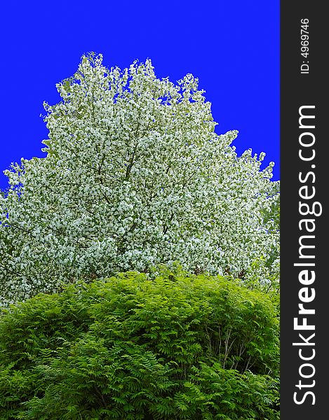 Blooming apple tree and a bush in front of it with blue background