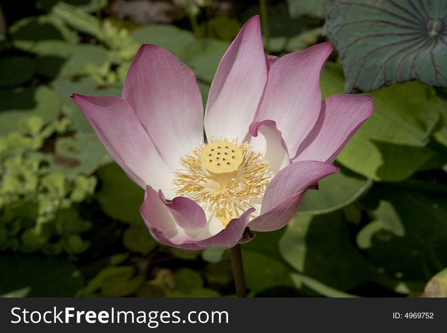 Lily blooming in a lake in Vietnam photographed